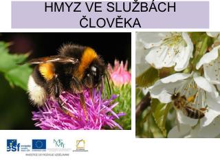hmyz ve slu b ch lov ka
