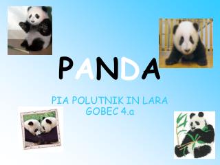 p a n d a
