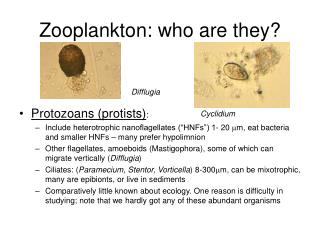 Zooplankton: who are they?
