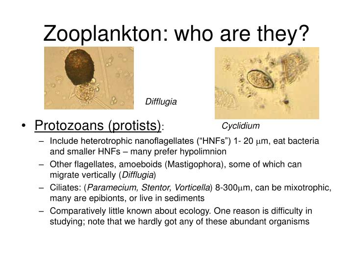 zooplankton who are they