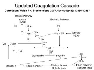 Updated Coagulation Cascade