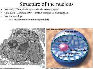 Structure of the nucleus