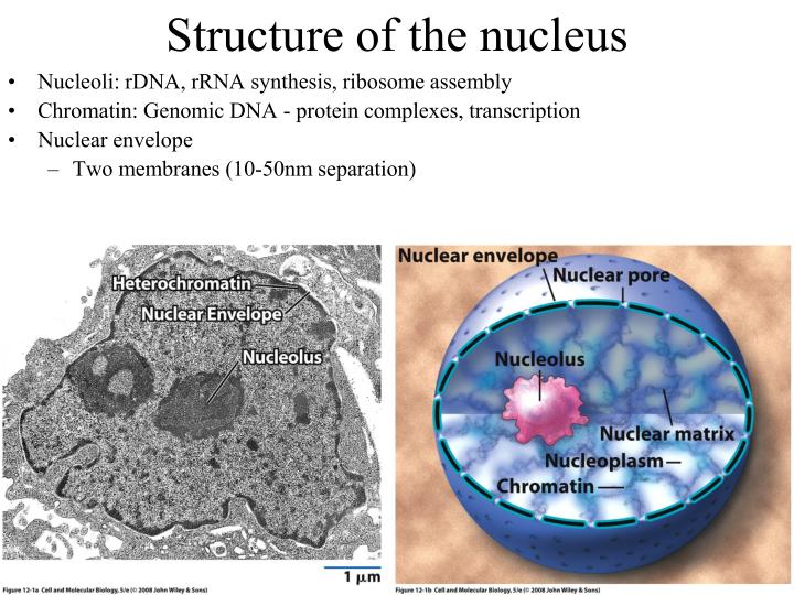 structure of the nucleus