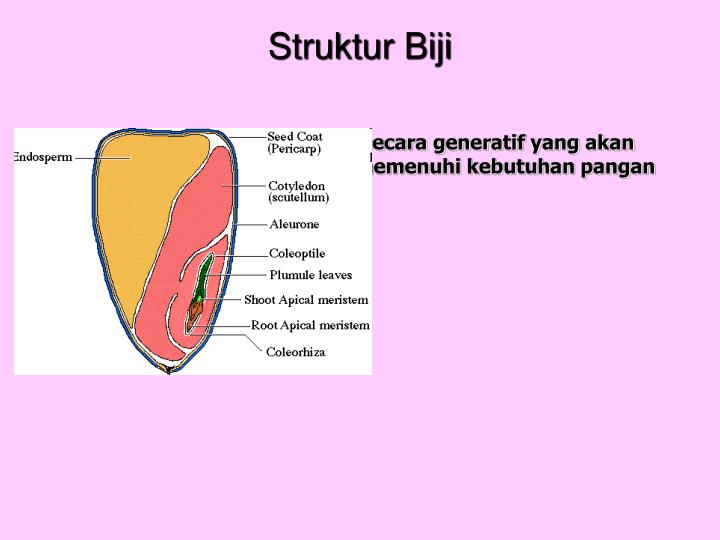 struktur biji