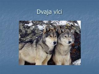 dvaja vlci
