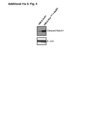 HMLE-AcN1