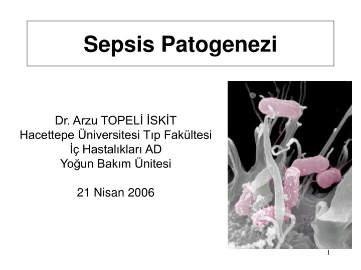 sepsis patogenezi
