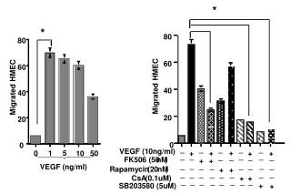 VEGF (