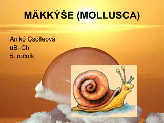 m kk e mollusca