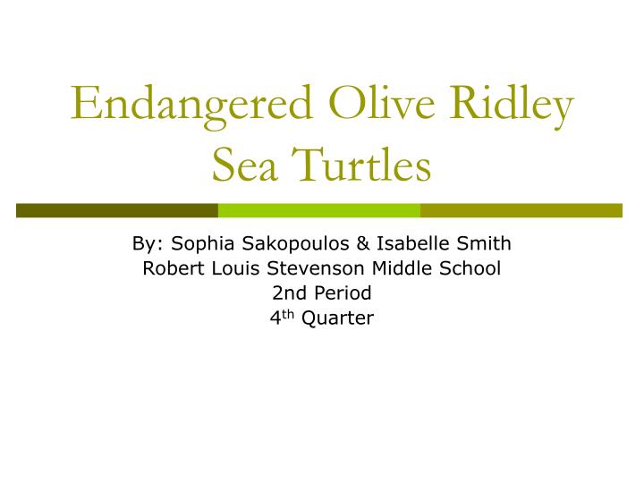 endangered olive ridley sea turtles