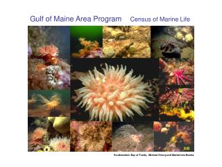 Gulf of Maine Area Program Census of Marine Life