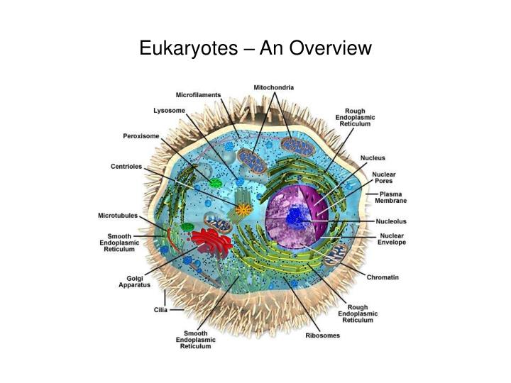 eukaryotes an overview