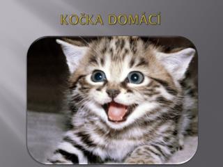 ko ka dom c