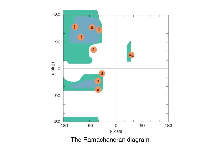 the ramachandran diagram