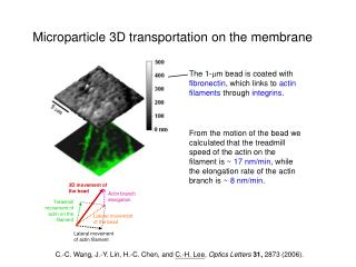 Microparticle 3D transportation on the membrane