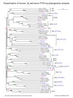 Phylogenetic Analysis of Human, Fly, and Worm Protein Tyrosine Phosphatases (PTPs) - slide 1