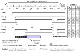 = b -roll-associated repeats