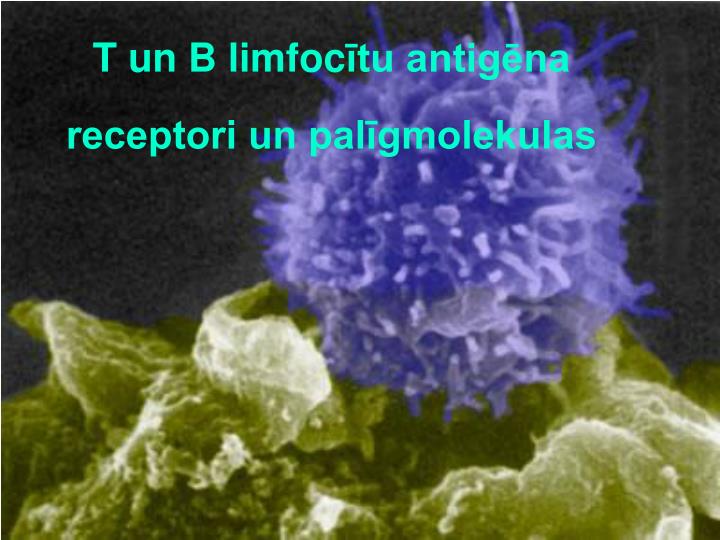 t un b limfoc tu antig na receptori un pal gmolekulas