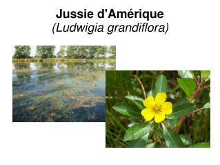 Jussie d'Amérique (Ludwigia grandiflora)