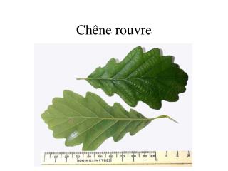 ch ne rouvre