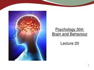 Psychology 304: Brain and Behaviour Lecture 20