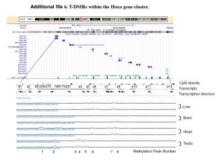 Additional file 6. T-DMRs within the Hoxa gene cluster.