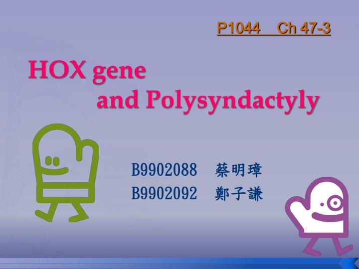 hox gene and polysyndactyly