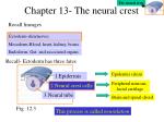 Chapter 13- The neural crest - slide 1