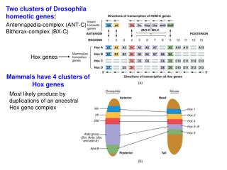 Antennapedia-complex (ANT-C) Bithorax-complex (BX-C)