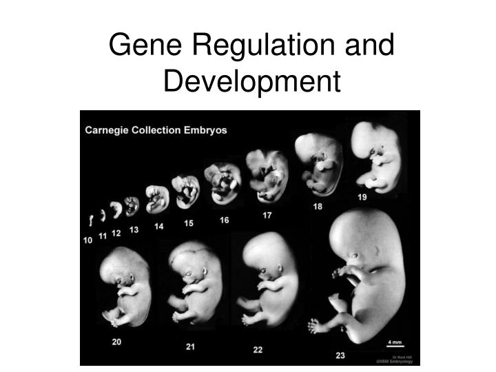 gene regulation and development