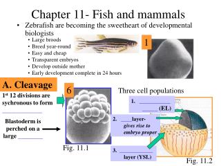 Chapter 11- Fish and mammals