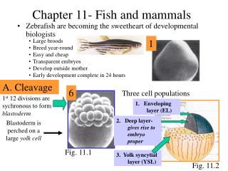 Chapter 11- Fish and mammals