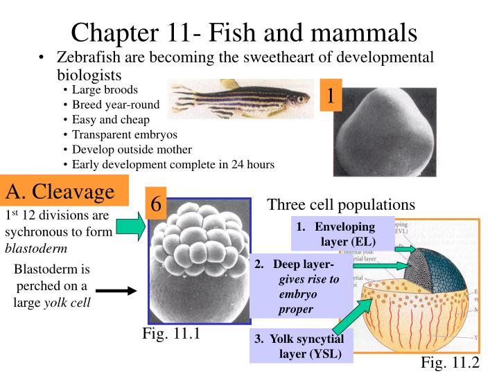 chapter 11 fish and mammals