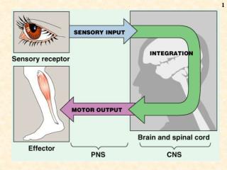 Neurone - highly specialized cell