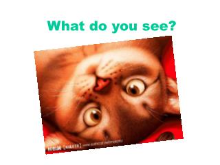 what do you see