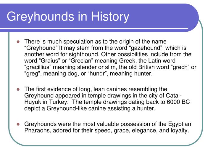 greyhounds in history