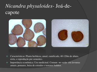 nicandra physaloides jo de capote