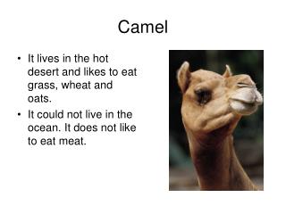 camel