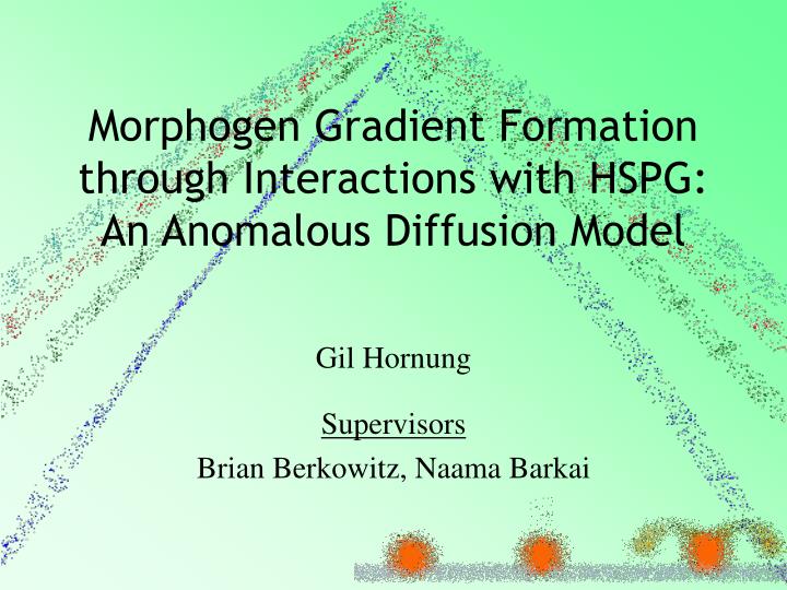 morphogen gradient formation through interactions with hspg an anomalous diffusion model