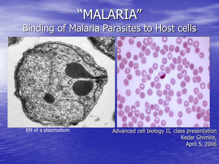 malaria binding of malaria parasites to host cells