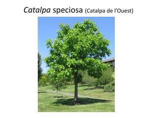 catalpa speciosa catalpa de l ouest