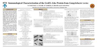 Immunological Characterization of the GroEL-Like Protein from Campylobacter rectus