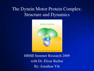 The Dynein Motor Protein Complex: Structure and Dynamics