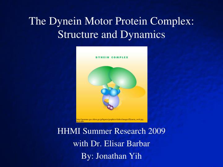 the dynein motor protein complex structure and dynamics