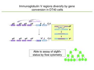 Immunoglobulin V regions diversify by gene conversion in DT40 cells