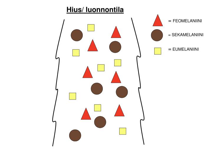 hius luonnontila