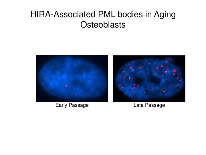 hira associated pml bodies in aging osteoblasts