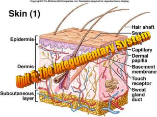 Unit 5: The Integumentary System