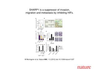 M Montagner et al. Nature 000 , 1-5 (2012) doi:10.1038/nature11207