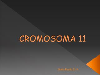 cromosoma 11
